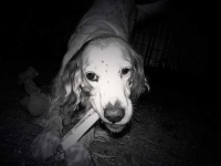 image of english_setter