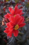 image of flower