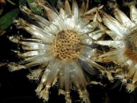 image of cardoon