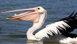 image of animal