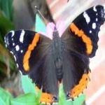 image of animal