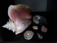 image of conch