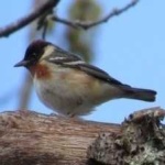 image of bird