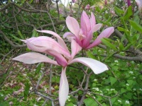 image of magnolia #7