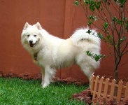 image of samoyed #26