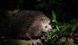 image of hedgehog