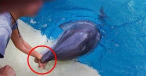 image of animal