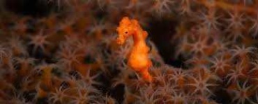 image of seahorse #19