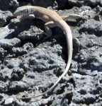 image of whiptail