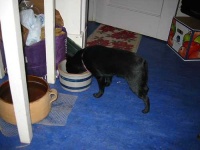image of schipperke