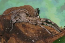 image of wolf_spider