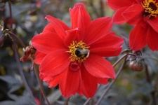 image of flower