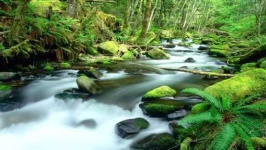 image of rainforest