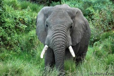 image of indian_elephant