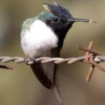image of bird