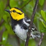 image of bird