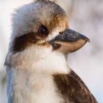 image of bird