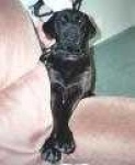 image of labrador_retriever