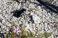 image of dung_beetle