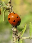 image of ladybug