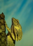 image of frilled_lizard