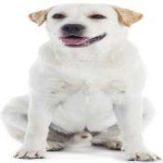 image of animal