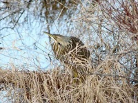 image of bittern
