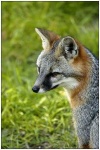 image of grey_fox