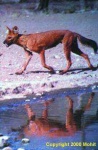 image of dhole