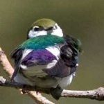 image of bird