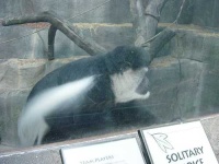 image of colobus