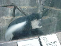 image of colobus #30