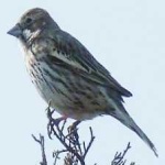 image of bird