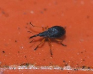 image of weevil
