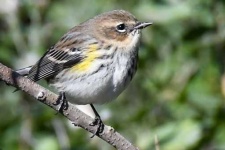 image of warbler