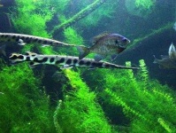 image of gar