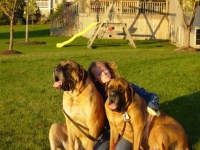 image of bull_mastiff
