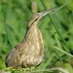 image of bird