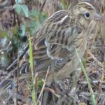 image of smiths_longspur #7