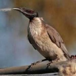 image of bird