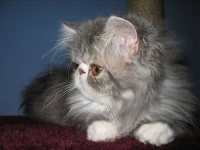 image of persian_cat #17