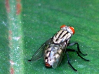 image of fly