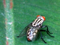 image of fly #15