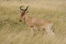 image of hartebeest