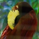 image of bird