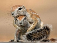 image of animal