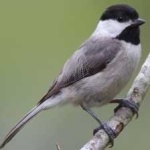 image of black_capped_chickadee #0