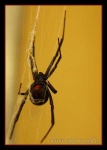image of black_widow