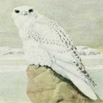 image of bird