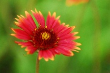 image of flower